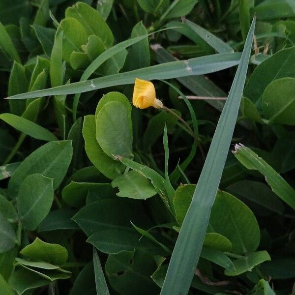 Peanut (Arachis hypogaea)