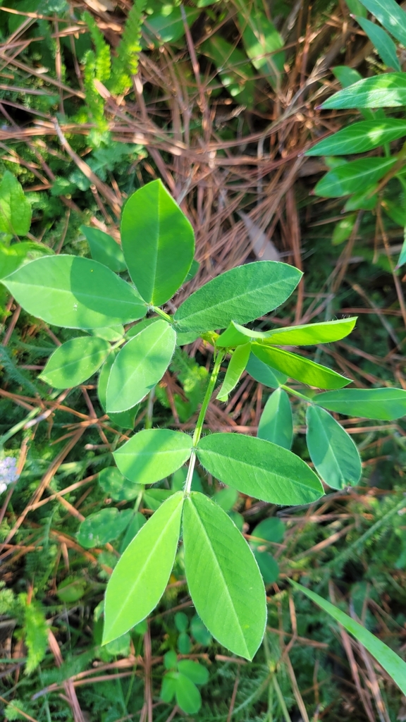 Peanut (Arachis hypogaea)