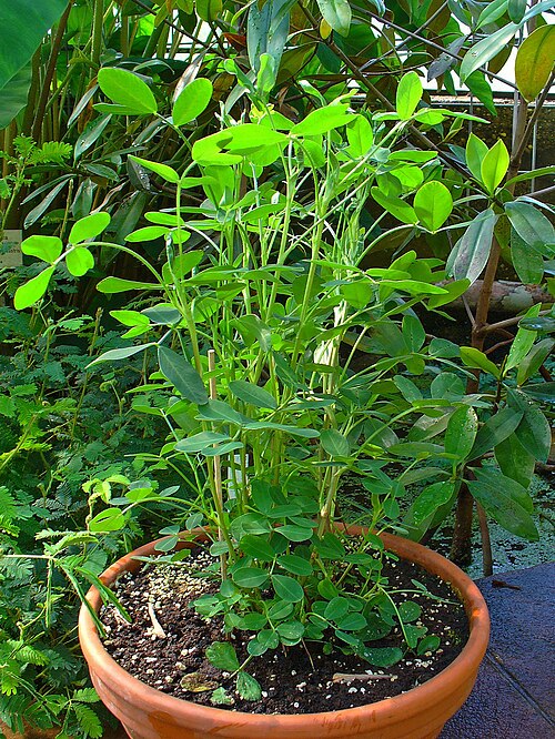 Peanut: Arachis hypogaea , Fabaceae, Peanut, Groundnut, habitus; Botanical Garden KIT, Karlsruhe, Germany. The dried fruits are used in homeopathy as remedy: Arachis hy