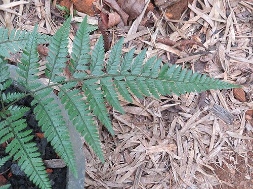 East Indian hollyfern: Some ferns from Periya, Wayanad
