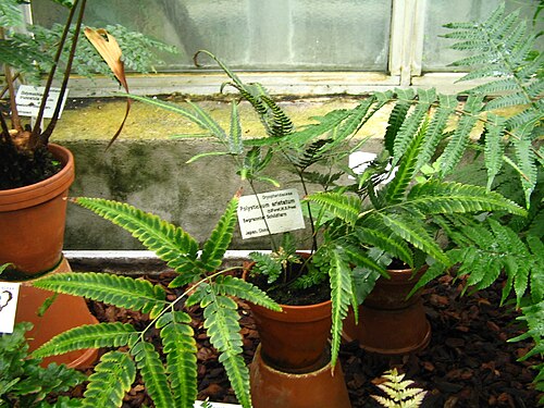 East Indian hollyfern: A rachniodes_aristata syn. Polystichum aristatum at the greenhouse of Uni Giessen Botanical Garden.