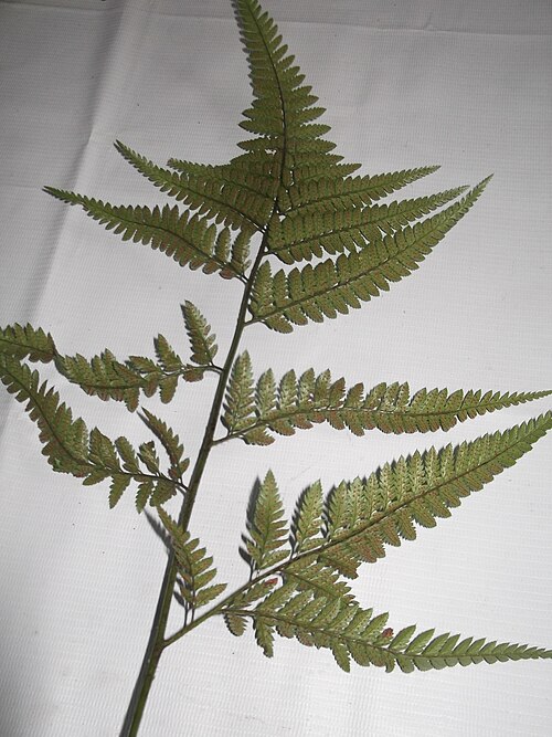 East Indian hollyfern: Fern-rhizomatus plant,leaves pinnate.
