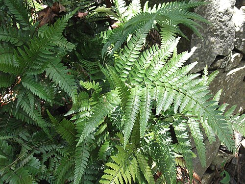 East Indian hollyfern: Fern-rhizomatus plant,leaves pinnate.