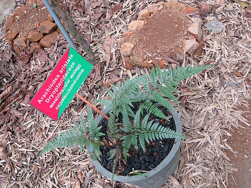 East Indian hollyfern: Some ferns from Periya, Wayanad