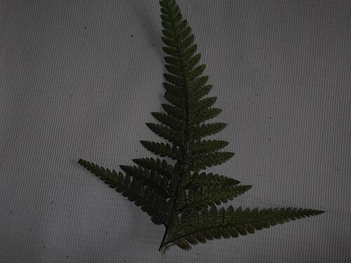 East Indian hollyfern: Fern-rhizomatus plant,leaves pinnate.