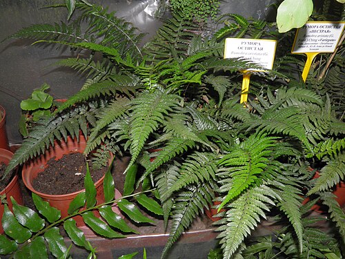 East Indian hollyfern: Rumohra aristata в оранжерее Ботанического сада-института ДВО РАН, г. Владивосток