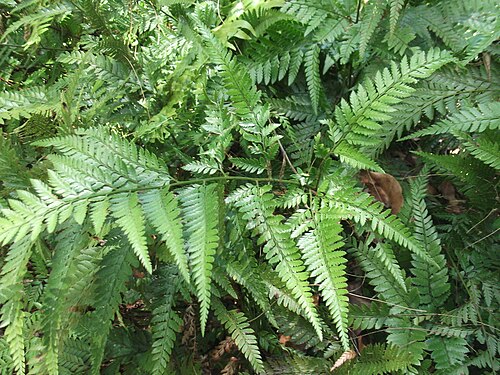 East Indian hollyfern: Fern-rhizomatus plant,leaves pinnate.