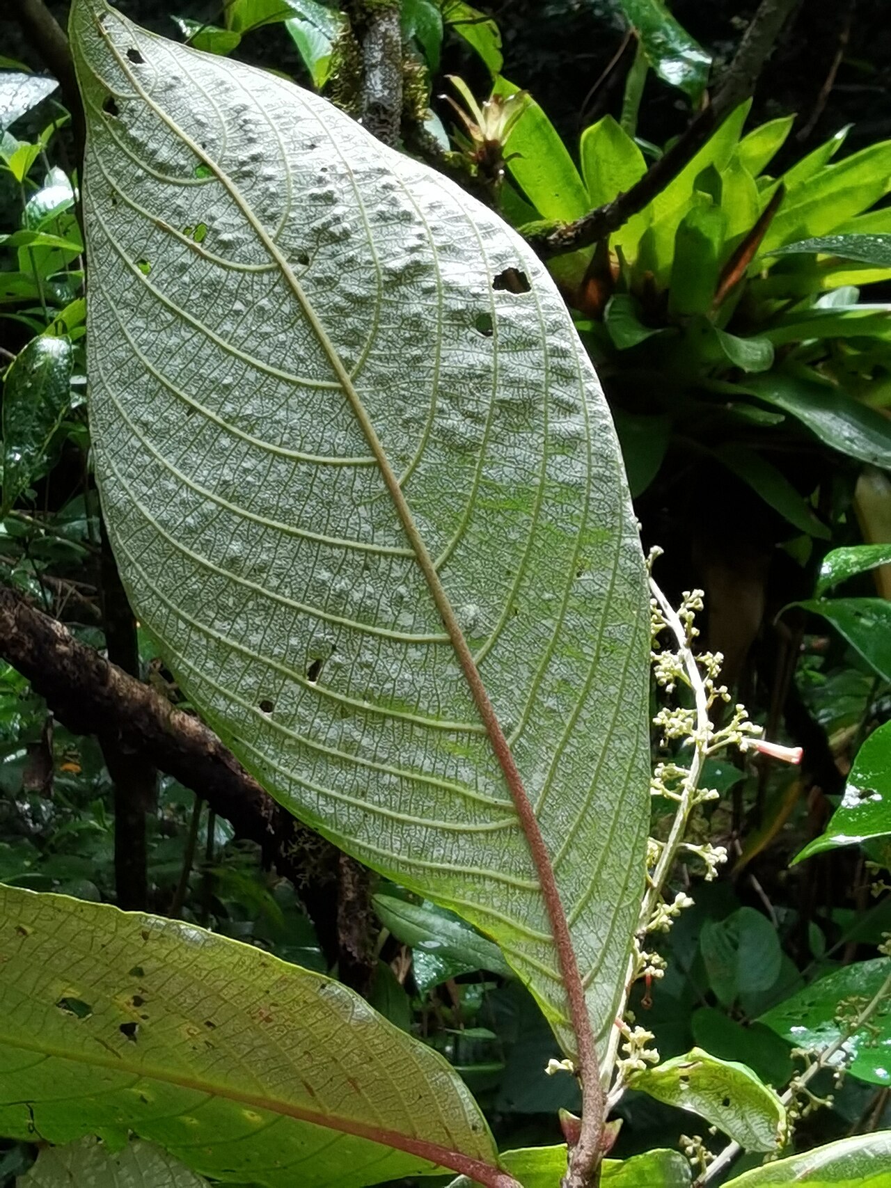 Arachnothryx buddleioides: Arachnothryx buddleioides in Costa Rica