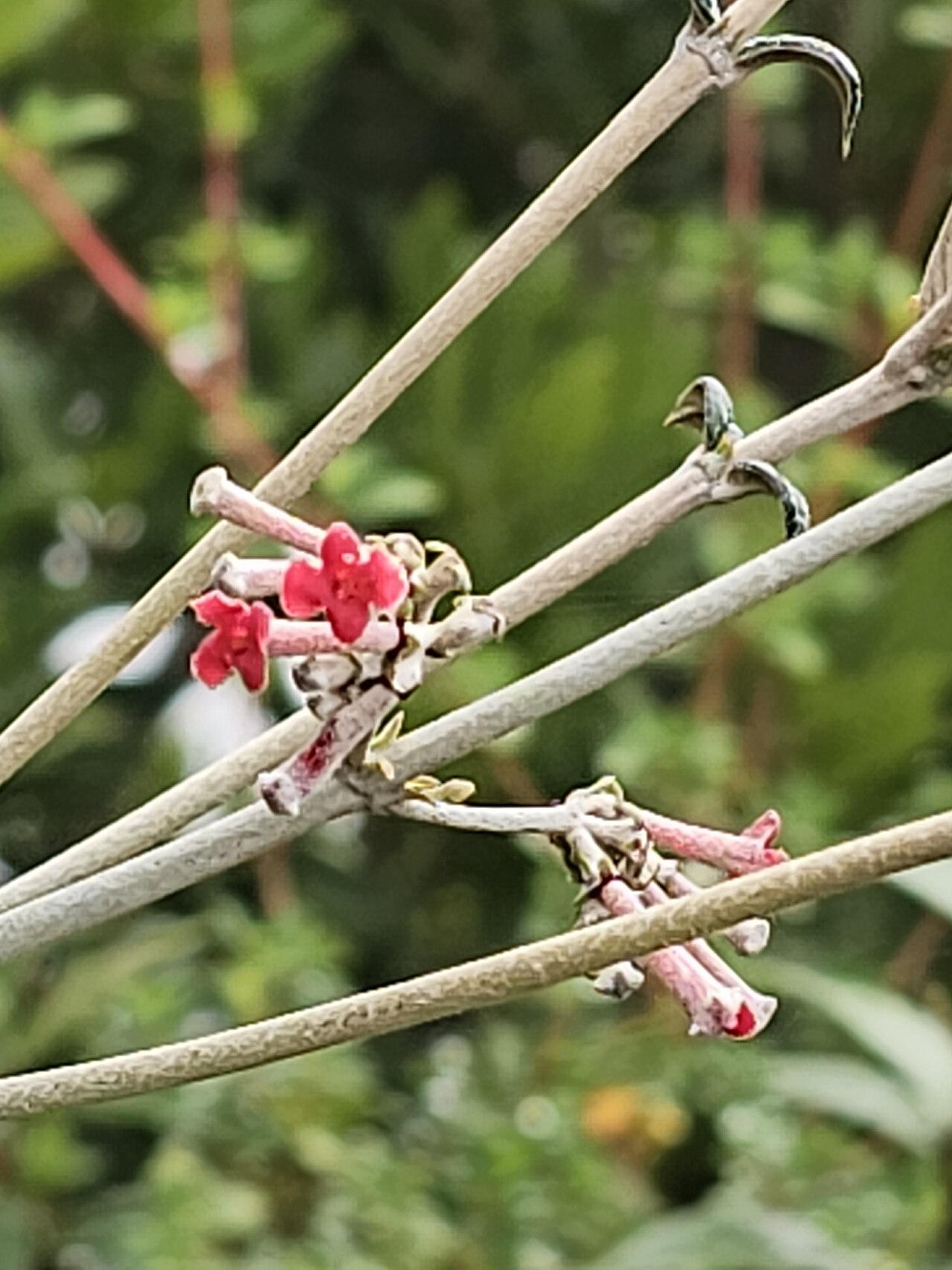 Arachnothryx buddleioides: Arachnothryx buddleioides in Mexico