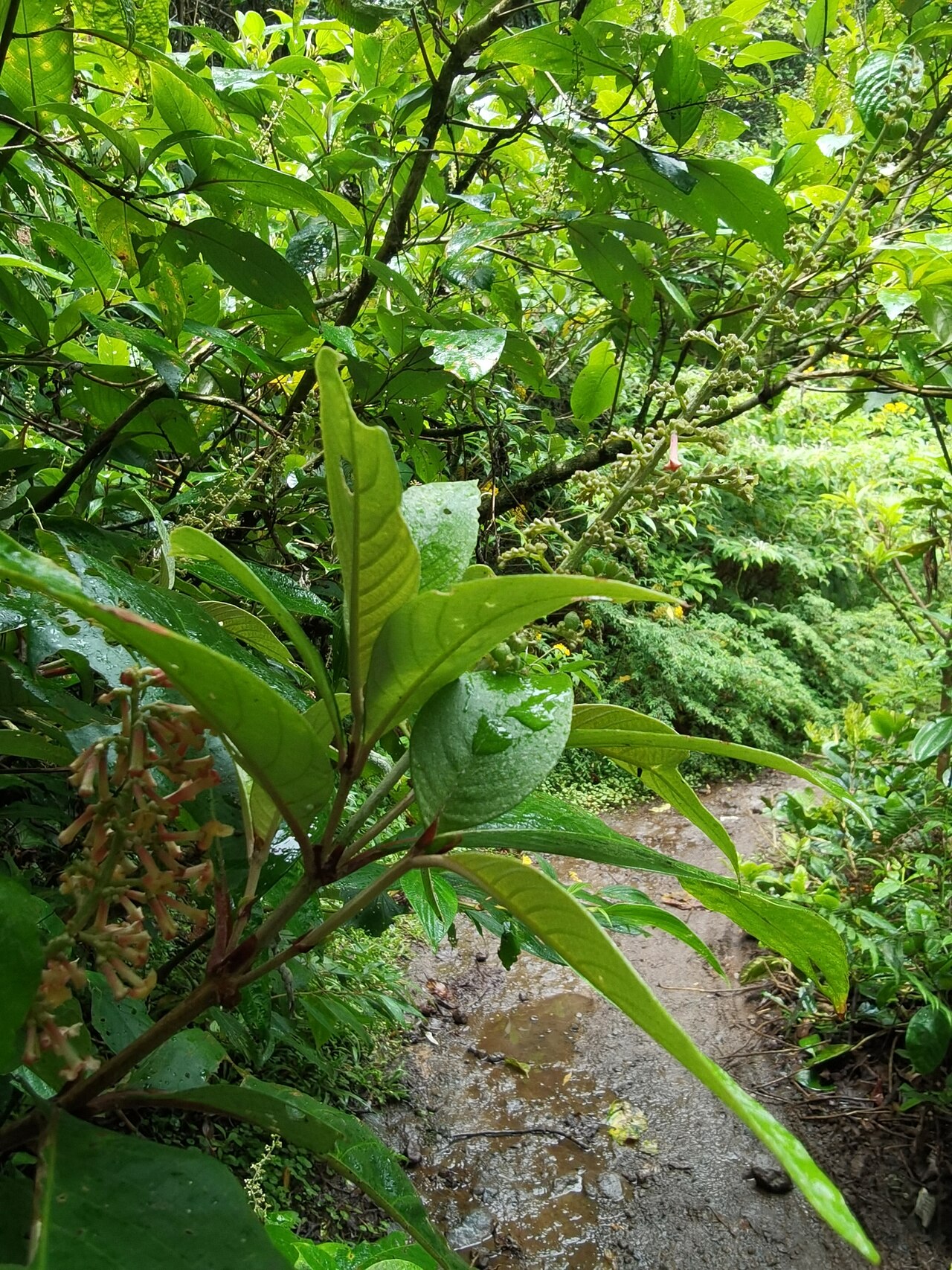 Arachnothryx buddleioides: Arachnothryx buddleioides in Costa Rica