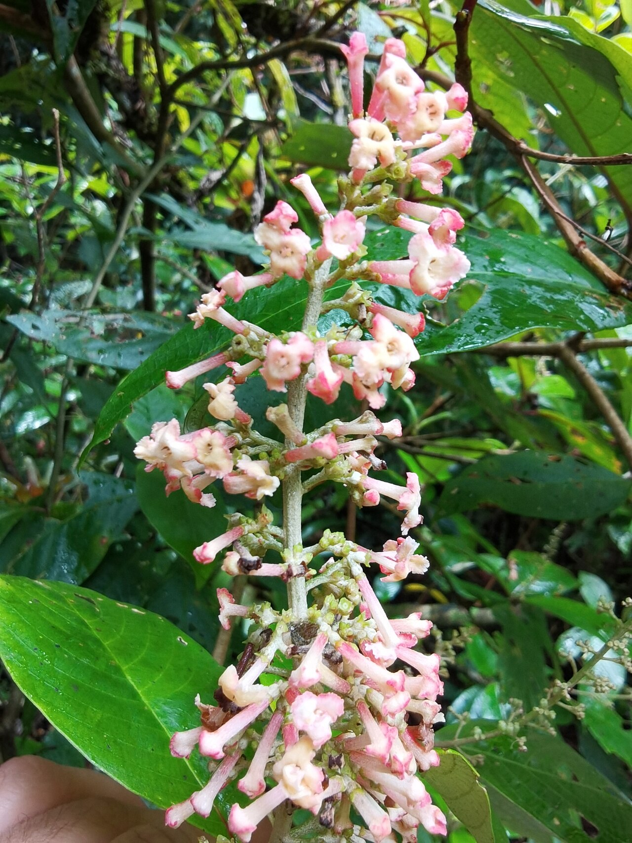 Arachnothryx buddleioides: Arachnothryx buddleioides. Species of plant.
