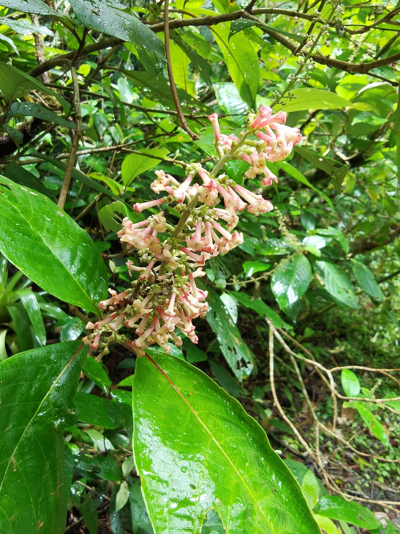 Arachnothryx buddleioides: Arachnothryx buddleioides in Costa Rica