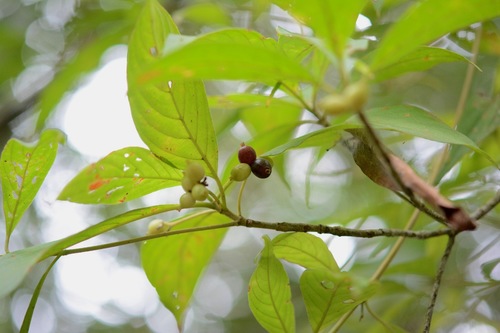 Arachnothryx chiapensis (Arachnothryx chiapensis)