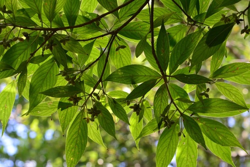 Arachnothryx chiapensis (Arachnothryx chiapensis)