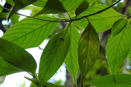 Arachnothryx chiapensis (Arachnothryx chiapensis)