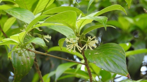 Arachnothryx chiapensis (Arachnothryx chiapensis)