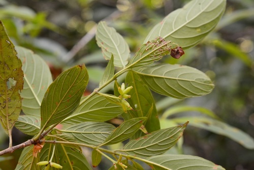 Arachnothryx chiapensis (Arachnothryx chiapensis)