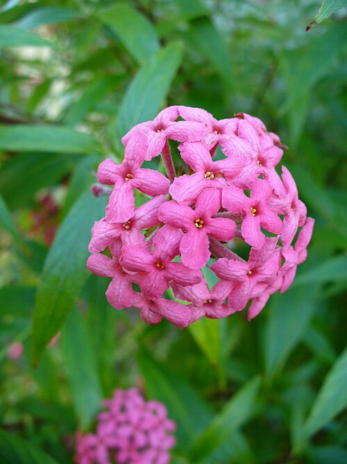 Arachnothryx leucophylla: South Miami, FL, USA. Flowers are wonderfully fragrant at night.