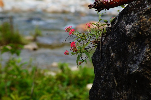 Arachnothryx leucophylla (Arachnothryx leucophylla)