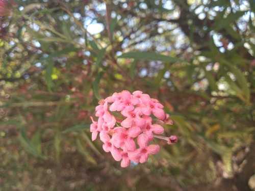 Arachnothryx leucophylla (Arachnothryx leucophylla)