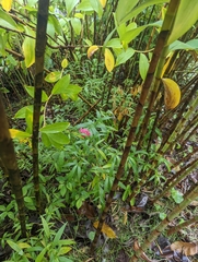 Arachnothryx leucophylla (Arachnothryx leucophylla)
