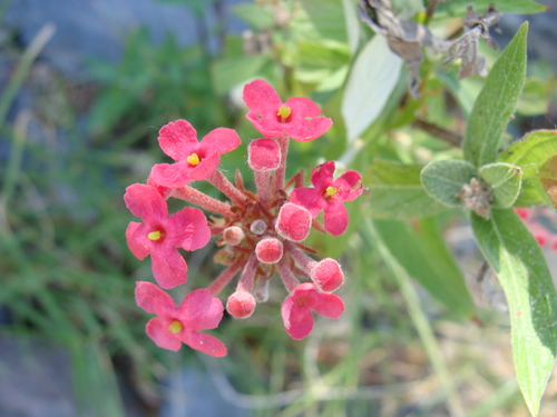 Arachnothryx leucophylla (Arachnothryx leucophylla)