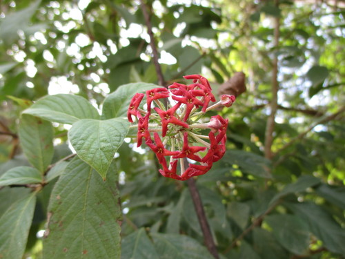 Arachnothryx leucophylla (Arachnothryx leucophylla)