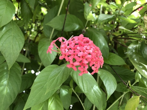 Arachnothryx leucophylla (Arachnothryx leucophylla)