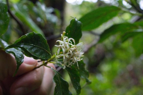 Arachnothryx monteverdensis (Arachnothryx monteverdensis)