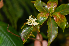 Arachnothryx monteverdensis (Arachnothryx monteverdensis)