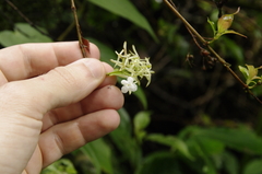Arachnothryx monteverdensis (Arachnothryx monteverdensis)