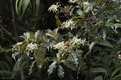 Arachnothryx monteverdensis (Arachnothryx monteverdensis)
