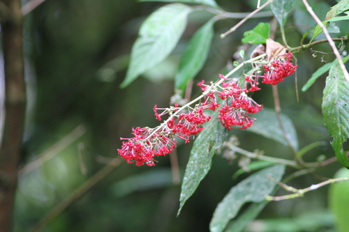 Arachnothryx pyramidalis (Arachnothryx pyramidalis)