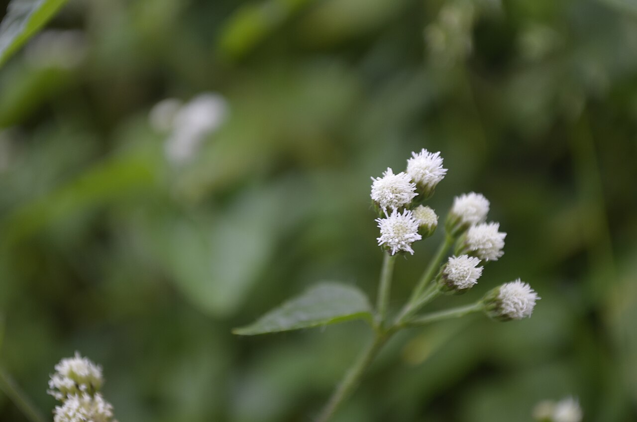 Arafoe aromatica: Arafoe aromatica, Pauri Gharwal, India