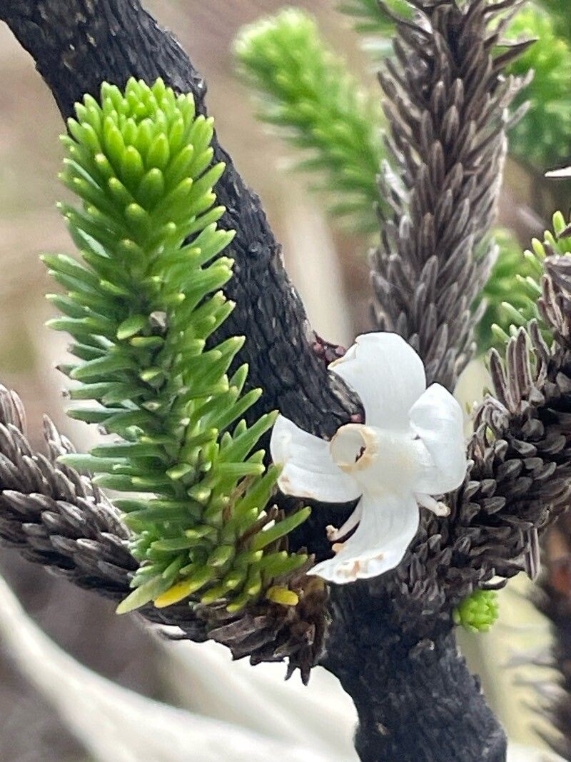 Aragoa abietina (Aragoa abietina)