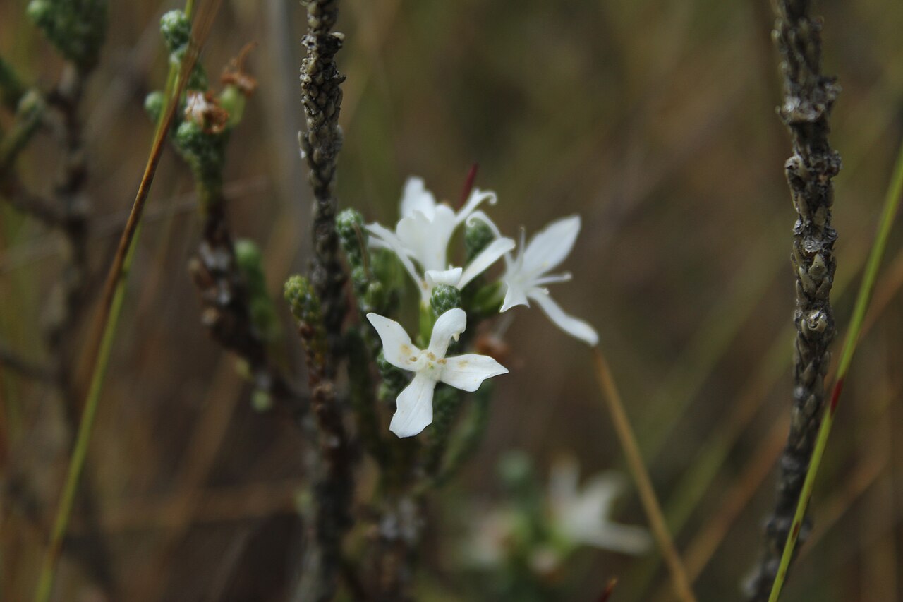 Aragoa cupressina: Flores de Aragoa cupressina en el páramo de la Rusia, Duitama, Boyacá, Colombia.