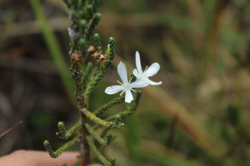 Aragoa cupressina (Aragoa cupressina)