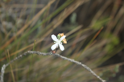 Aragoa cupressina (Aragoa cupressina)