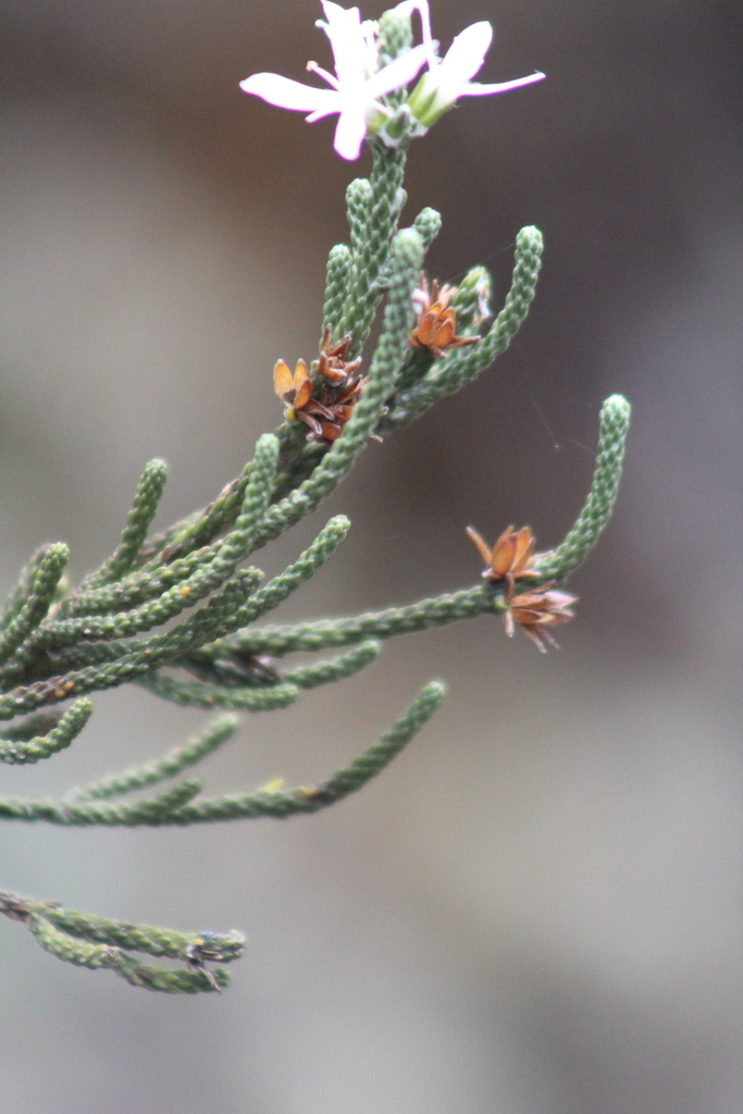Aragoa cupressina (Aragoa cupressina)