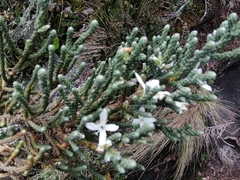 Aragoa cupressina (Aragoa cupressina)
