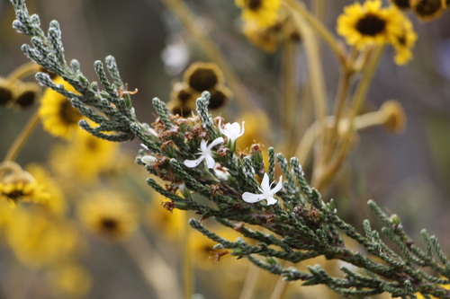 Aragoa cupressina (Aragoa cupressina)