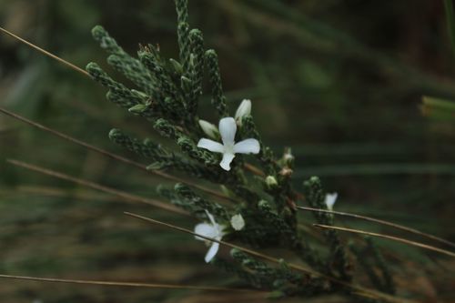 Aragoa cupressina (Aragoa cupressina)