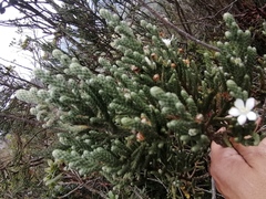 Aragoa cupressina (Aragoa cupressina)