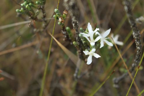 Aragoa cupressina (Aragoa cupressina)