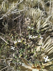 Aragoa cupressina (Aragoa cupressina)