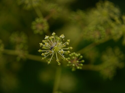 Aralia cachemirica: Aralia ¿ cachemirica ?