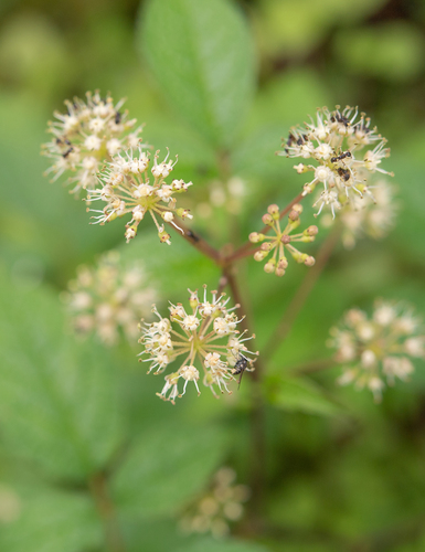 Aralia cachemirica (Aralia cachemirica)