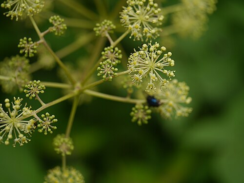 Aralia cachemirica: Aralia cachemirica