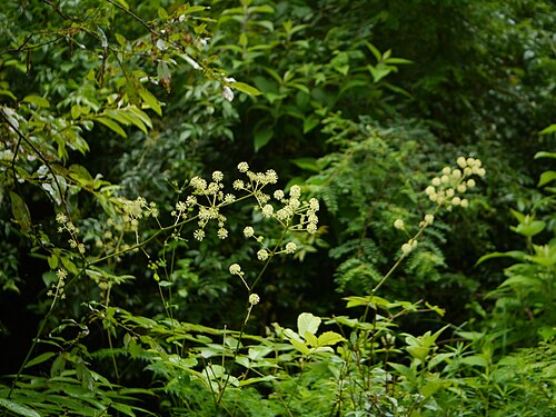 Aralia cachemirica: Aralia cachemirica