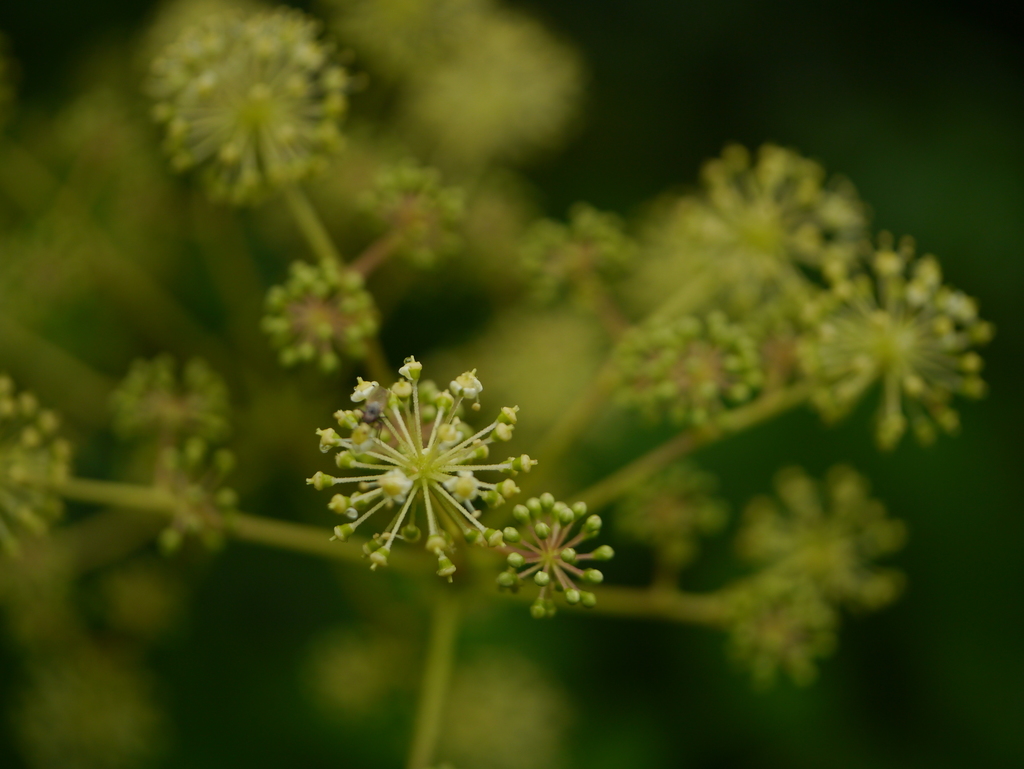 Aralia cachemirica (Aralia cachemirica)